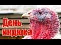 Хороший денёк - день индюка \\ В деревню!