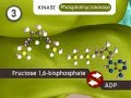 Glycolysis the reactions