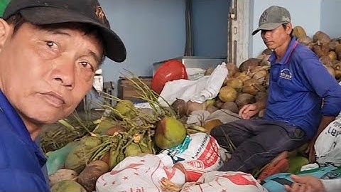 Gần 3.000 Trái Dừa Cho Món Kiểm . Hảo Hòa Tự Cù Lao Tân Lộc Thốt Nốt Cần Thơ 