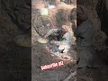 wood work in jungle #shorts #shortvideo #viral #trending #youtubeshorts
