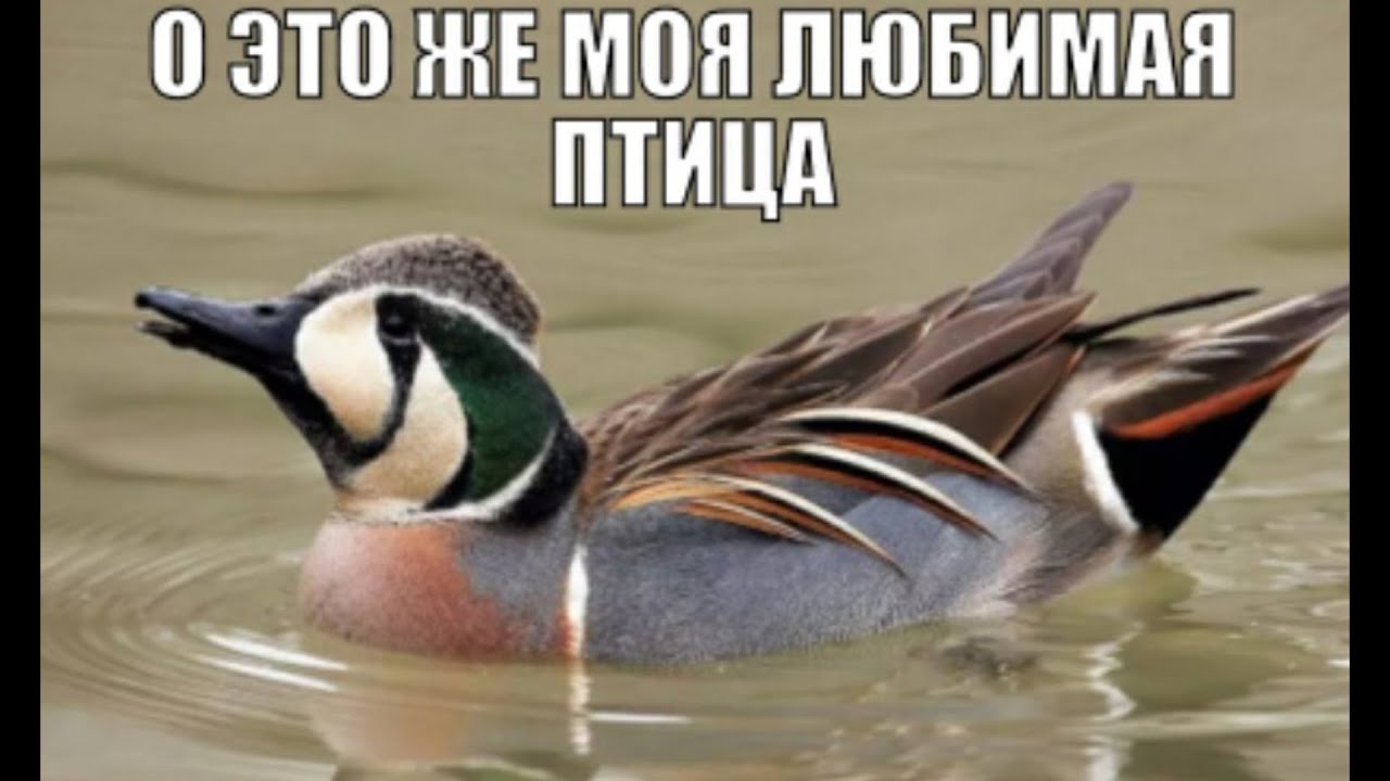 птицы на проводах. сова-сипуха пары. влюбленные птички. моя любимая птица. обожаю птиц.