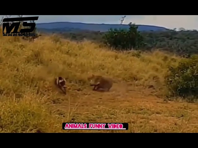 tenge tenge animals funny comedy video mahvirwa wala #viralvideo #trendingvideo class=