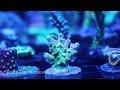 High dollar corals from reefapalooza orlando 2017  jawbreaker  bounce mushrooms  jf homewrecker