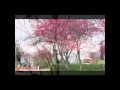 櫻道.wmv