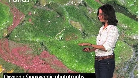 Ubiquity and Abundance of Microorganisms - Dianne Newman (Cal Tech/HHMI)