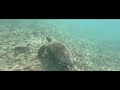 Swimming with Ningaloo turtles