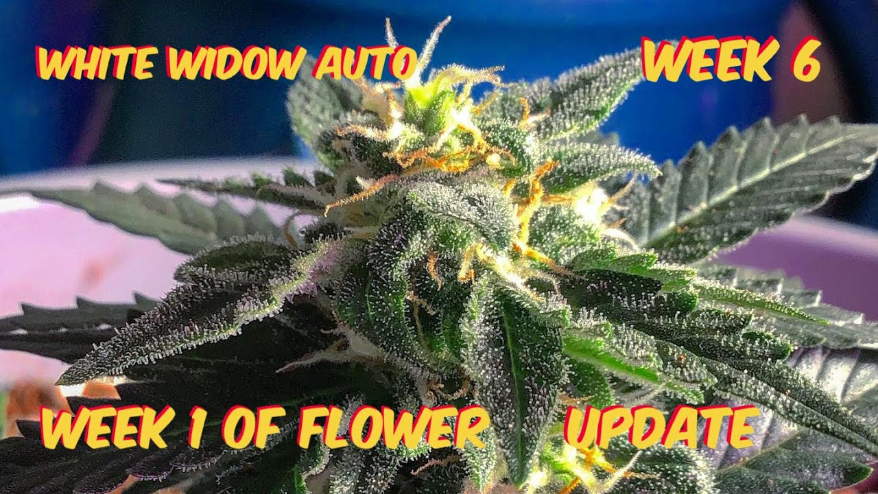 White Widow Auto | Week 1 of Flower