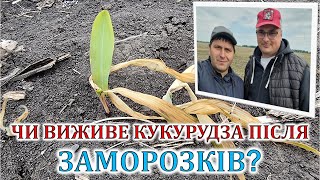 Чи виживе кукурудза після заморозків?