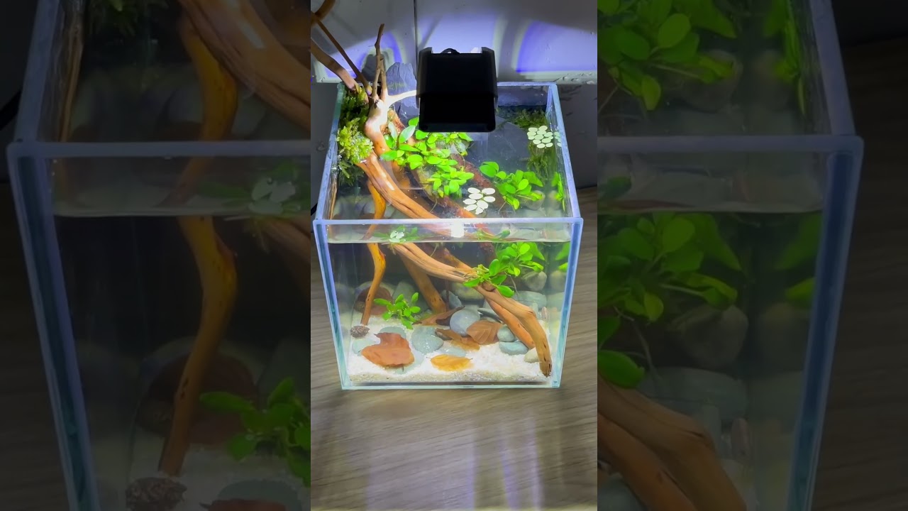 TOP 3 Tank Build Shorts in 2024!