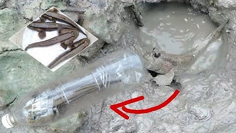 Bẩy cá bằng chai nhựa không cần mồi/Cực kỳ đơn giản