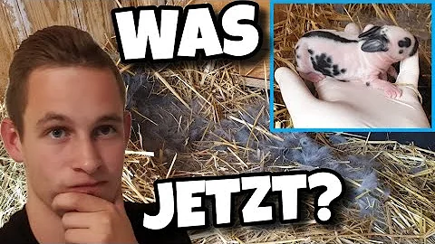 Wie lange Rammler von Babys trennen?