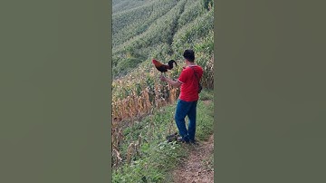 gà rừng mã đỏ đi nương gáy cực hay. qaib qus mus teb qua zoo kaws li nawb