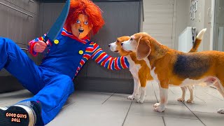 Dogs Vs Child's Play Chucky Prank : Funny Dogs Louie and Marie