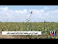 موسم الزراعة بمحلية السلام بولاية جنوب دارفور