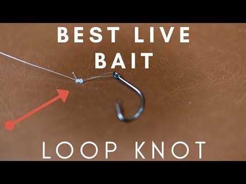 How to tie a fishing Loop Knot) EASIEST Live bait fishing Loop knot 