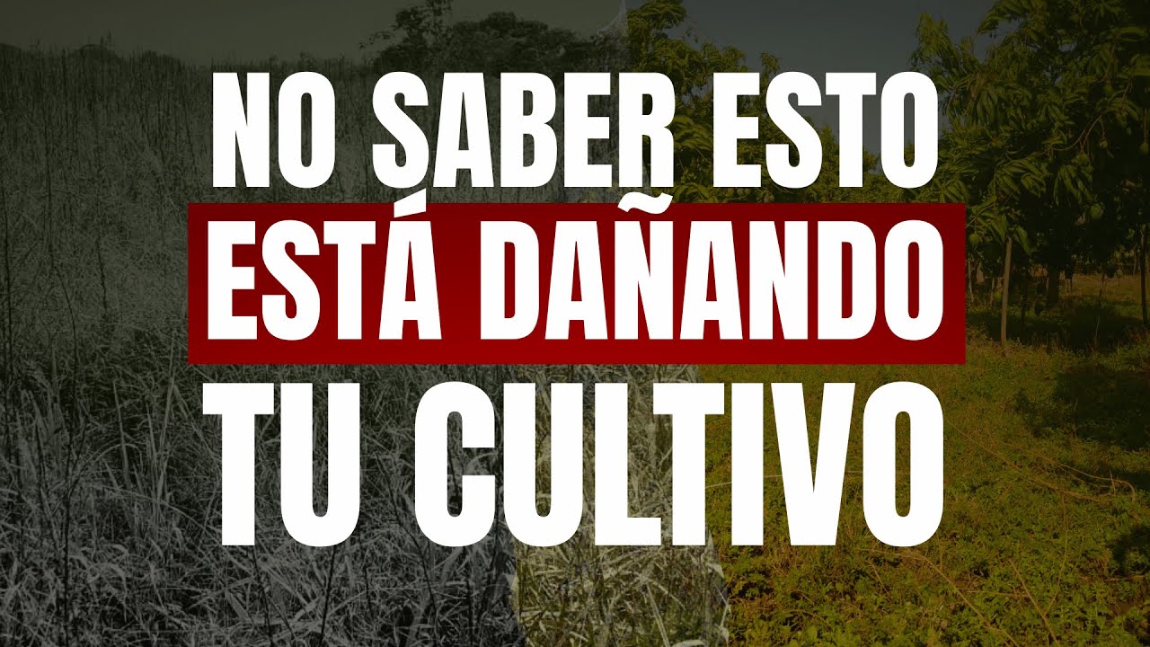 Materia orgánica: qué es de verdad y por qué define la salud del suelo