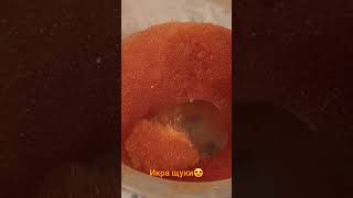 Икра щуки... вкуснятина! #rassianfishing#охота#трофейнаярыба#икра#туризм#рыбалкаДВ