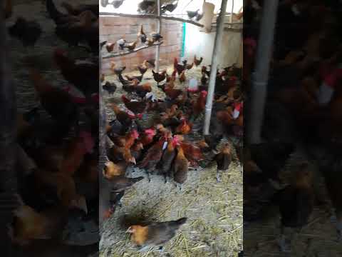 دجاج الفيومي بدون منازع الدجاج الذي املك عقول المربين