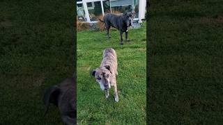 Every dog owner will acquire this new skill #canecorsopuppies #italianmastiff #canecorso