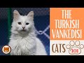 🐱 Cats 101 🐱 TURKISH VANKEDISI - Top Cat Facts about the TURKISH VANKEDI