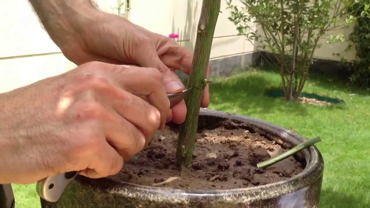 How To Graft Lemon Tree تطعيم شجرة الليمون Youtube