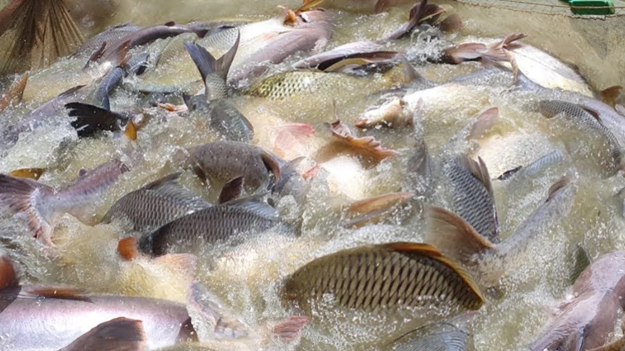 smart-farmers-cooperative-mangoor-fish-feeding-pond-tilapia-fish