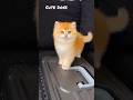 Cute Kitty 😍 #shorts #cat #kitten