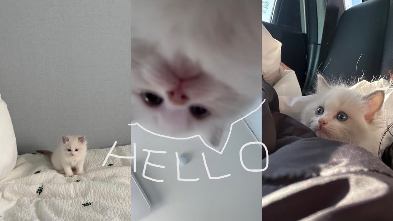 VLOG | 아기고양이 브이로그🐱 | 렉돌 | 입양첫날