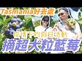 【Vlog】小島居民的快樂☺️終於有戶外活動了！帶著BB去摘藍莓。狂吃到瘋 |【potatofishyu】