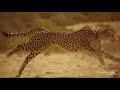 Star Wars podrace sound - Cheetah chase compilation