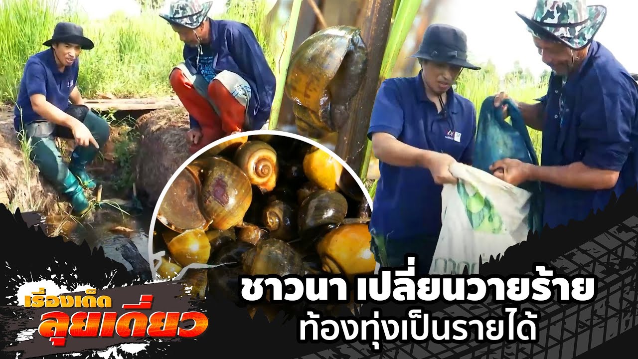 ชาวนาเปลี่ยนวายร้ายท้องทุ่งเป็นรายได้