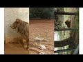 حديقة الحيوانات بن عكنون الجزائر حديقة الحيوانات بن عكنون الجزائر