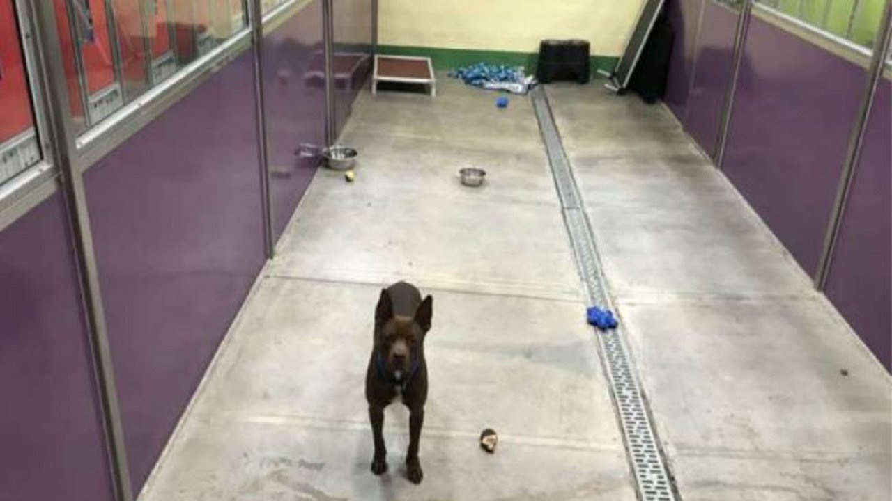 Dog Left All Alone At Shelter After Every Other Dog Is Adopted