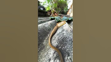 The Art of Camouflage: How Snakes Blend In #shortvideo #snake #reels