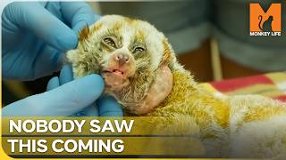The Rarest Disease With the Most Unexpected Treatment | Monkey Life | Season 15 Episode 3