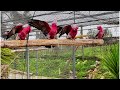 Galah Cockatoos Dancing in Rain #beautiful #parrot #rain