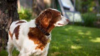 The Essential Guide to Grooming Your Brittany Dog for a Beautiful Coat