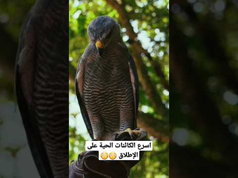 الصقر اسرع الكائنات الحية على الإطلاق سرعة الصقر هل تعلم اشترك في القناة الصقر الصقور