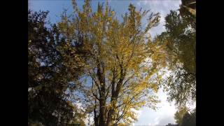 Meditation Moments: Trees, Snow and Birds.