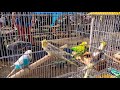 feira de aves ornamentais preços atualizado em Recife no Cordeiro