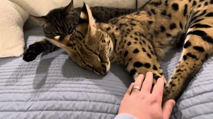 Video 7100381: wild african serval pet, serval cat, cat sleeping
