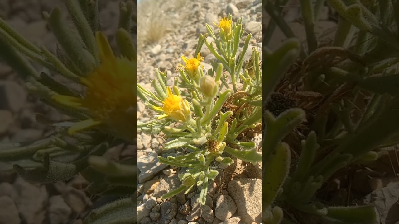 Maltese Fleabane || Chiliadenus bocconei || Asteraceae Algae Family