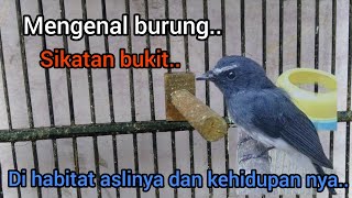 Mengenal Burung Sikatan Bukit atau Sikatan Kebun di habitat nya..!!2022🐦🐦