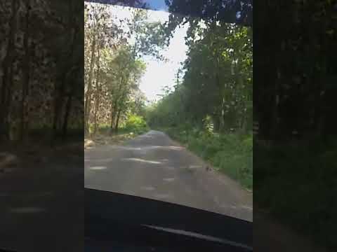 Hutan Brongkos Kesamben Blitar Youtube Hutan Brongkos Kesamben Blitar Youtube