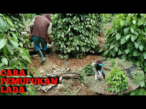 Video: Pupuk Untuk Lada