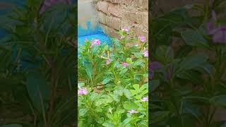 live pollination by insects #ctet #maths #ctetsanskrittrick1dayexamstudy #education #ctetmaths #exam