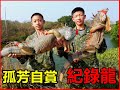 【吳小珍】孤芳自賞之紀錄龍! 兄弟你說，二林溪來打龍。綠鬣蜥(iguana removal lizard berburu biawak)