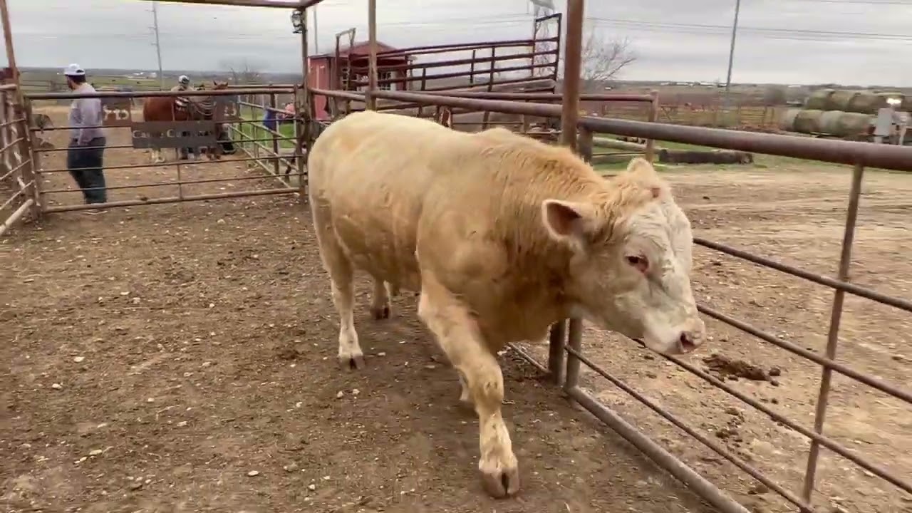 Charolais Cross Bull, 