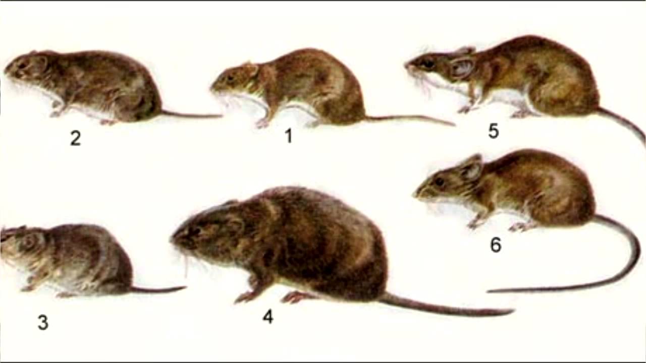 Развитие мышей. Мышь полевка с коротким хвостом. Мышь полевка серая. Земляная крыса или мышь полевка. Водяная черная крыса полёвка.