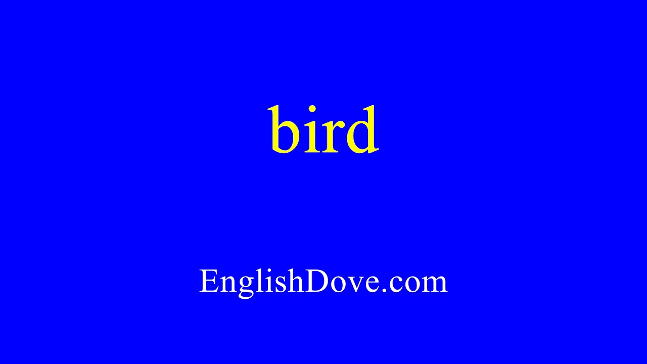 How To Pronounce Bird In American English YouTube how-to-pronounce-bird-in-american-english-youtube